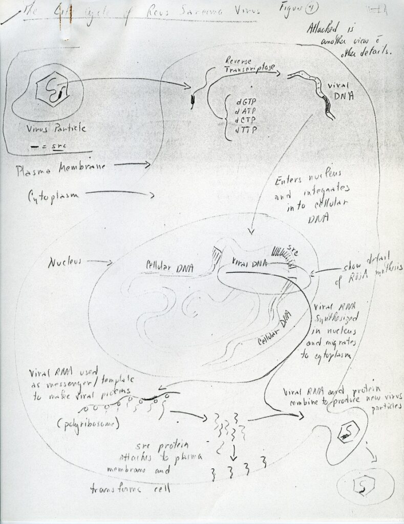 The Life Cycle of Rous Sarcoma Virus diagram drawing (1) by J. Michael Bishop; created for Bishop's article "Oncogenes" published in Scientific American, 1982. mss200721_2_2_sciamerican1. 